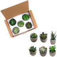 thumbnail image 3 of Kearding 6 UNIDS Mini Plantas Suculentas Artificiales Falsas Plantas Artificiales Adornos de Escritorio de Simulación Durable Realista para Sala de Estar Decoración del hogar Kearding HA035469-00, 3 of 6