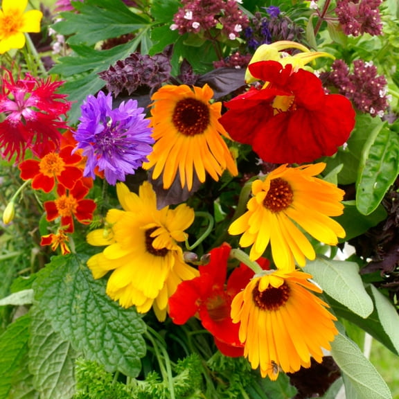 Edible Flower Garden Seed Mix - 1 Lb Bulk - Blend of Beautiful Flowers & Wildflowers: Lovage, Signet Marigold, Hyssop, Nasturtium, Spearmint & More