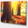 thumbnail image 2 of Autumn Trees in the Sunlight - Large Landscape Canvas Art, 2 of 4