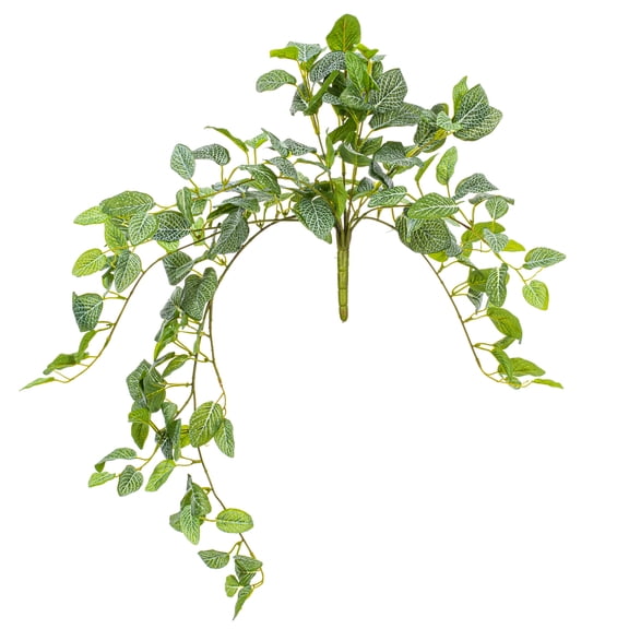 29" Green Fittonia Bush UV