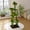 Green, variant on CQSXDA Tall 72in Cactus Cat Tree With Transparent Capsule And Plush Perches For Indoor Cats And Kittens Activity Center