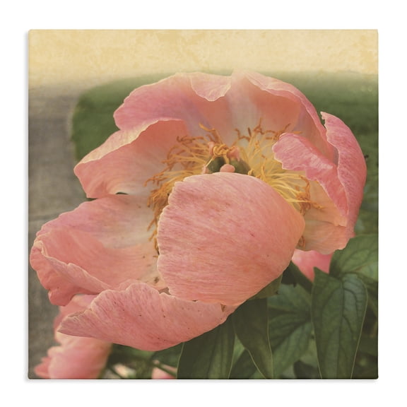 Stupell Industries French Country Dreamy Pink Peony Floral Bloom Sun Bleached Flower Canvas Art, 17 x 17, by Tammy Apple