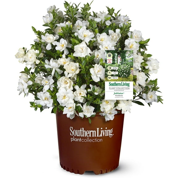 Southern Living Jubilation Gardenia Live Shrub in 2-Gallon Grower Pot