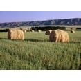 thumbnail image 2 of Grandmaison, Mike 32x24 White Modern Wood Framed Museum Art Print Titled - Canada, Manitoba, rolled hay bales in field, 2 of 4