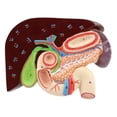 thumbnail image 2 of Modelo de anatomía del estómago humano, herramienta de enseñanza de anatomía, modelo compacto de estudio para estudiantes, para estudio, demostración, 2 of 8