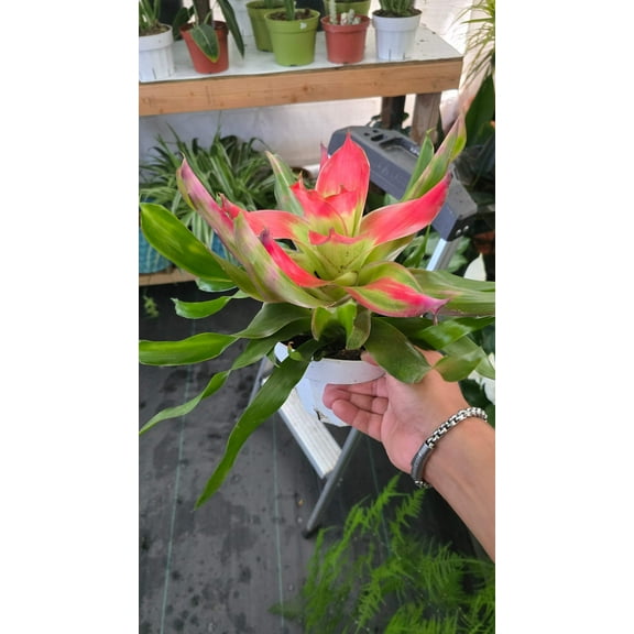 6 inch Pot - XL Live Plant Bromeliad Neoregelia (Medusa) Get similar to the picture