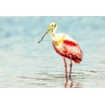 thumbnail image 2 of Lake, Shelley 18x14 Gold Ornate Wood Framed with Double Matting Museum Art Print Titled - Roseatte Spoonbill, 2 of 4