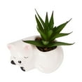 thumbnail image 3 of Anko Artificial Cat Succulent, 3 of 4