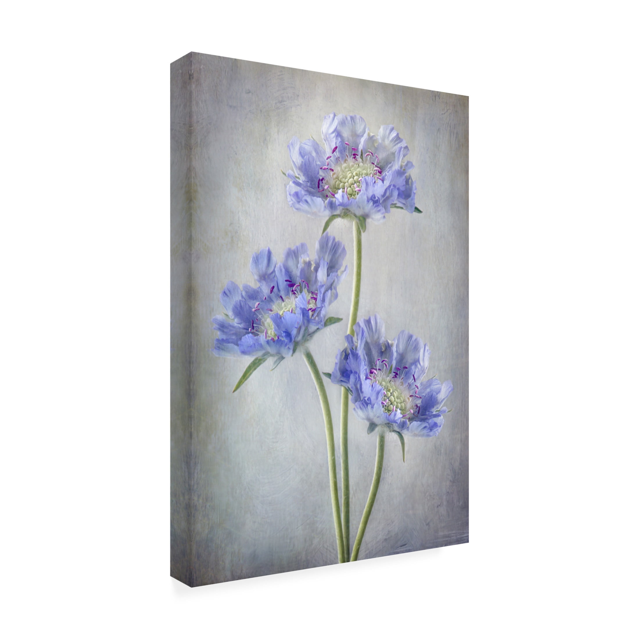Canvas Wall Art - Mandy Disher 'Scabiosa' Wall Art for Living Room, Bedroom, or Office Décor by Trademark Fine Art - 30 x 47 Inches