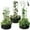 (Round) Black-3pk, variant on MOPHOTO 3 Pcs 24x24x12in Round Galvanized Raised Garden Bed with Tomato Cages, Metal Planter Box for Planting Plants Vegetables Herbs Flowers, Black