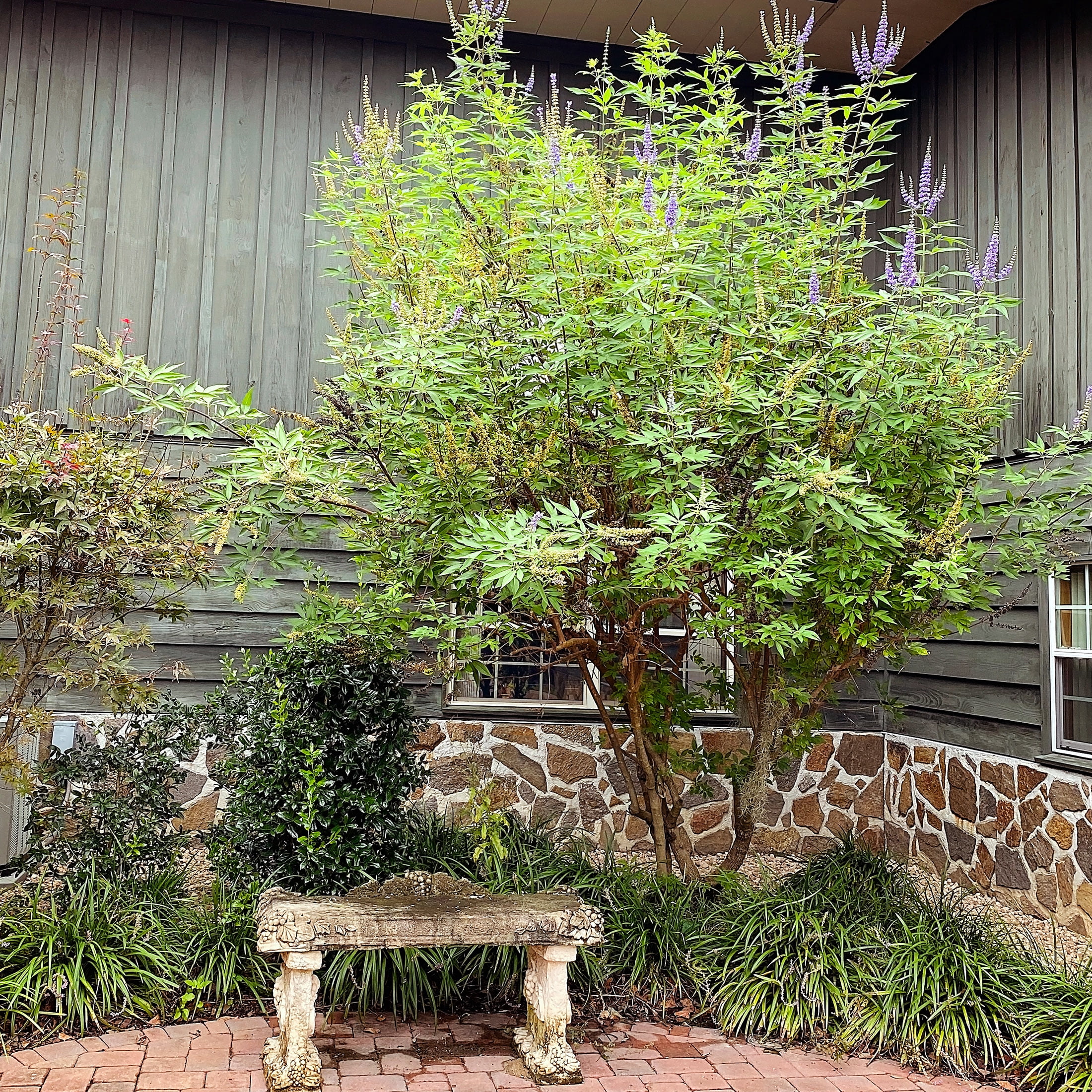 Expert Gardener 3-4 ft tall Shoal Creek Vitex Live Tree in 7-Gallon Grower Pot