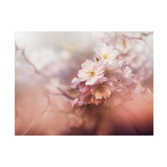 Trademark Fine Art Kristina Zvinakeviciute Sakura Canvas Wall Art