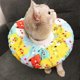 thumbnail image 4 of Adjustable Cat Recovery Collar Cat Dog Anti-Bite Lick Wound Healing Protection Cotton Collar Protective Collar For Small Cat Dog Puppies After Surgery, 4 of 5