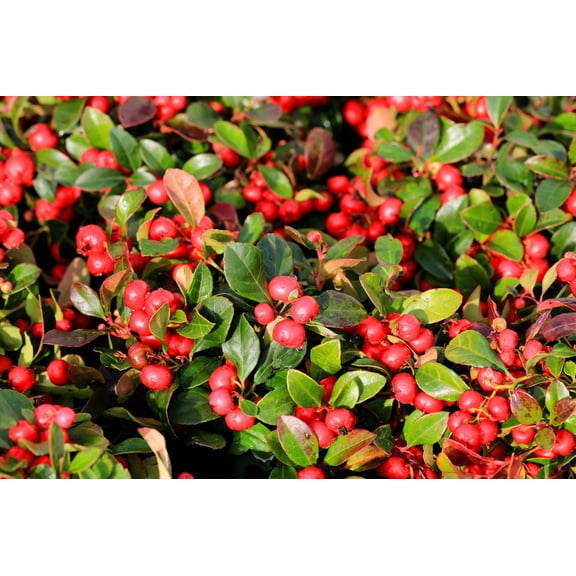 Seedville 20 Creeping Wintergreen Flower Seeds, White Flowers and Red Berries