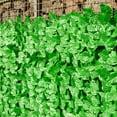 thumbnail image 3 of Algaecide Powder/Tablet for Aquarium Indoor Pool Fish Bowl Lichen Remover, 3 of 6
