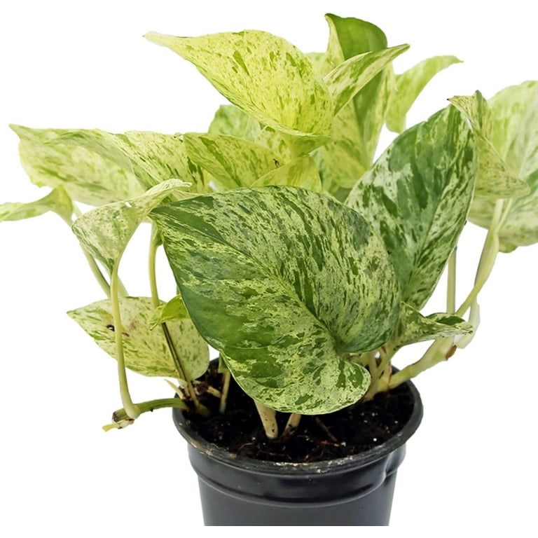 Live Combo 4 Houseplants, Pearls and Jade Pothos, Marble Queen Pothos,  Brazilian Philodendron & Heartleaf Philodendron, Floral Arrangements,  Birthday Gift, Gardening Gift in 4" Pots - Walmart.com