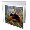 3dRose Red Panda bear, Himalayas, Asia - NA02 AMR0008 - Andres Morya Hinojosa, Greeting Cards, 6 x 6 inches, set of 6
