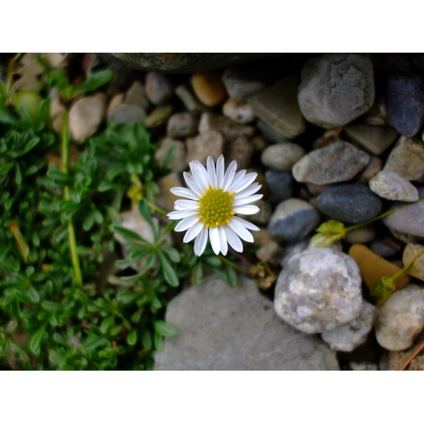 World�s Smallest Alpine Daisy Erigeron 2.5" Pot