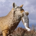 thumbnail image 3 of Flambeau Outdoors, Master Series, Lone Howler, Coyote Predator Decoy, 1 Piece, 7 Pounds Assembled, 3 of 7