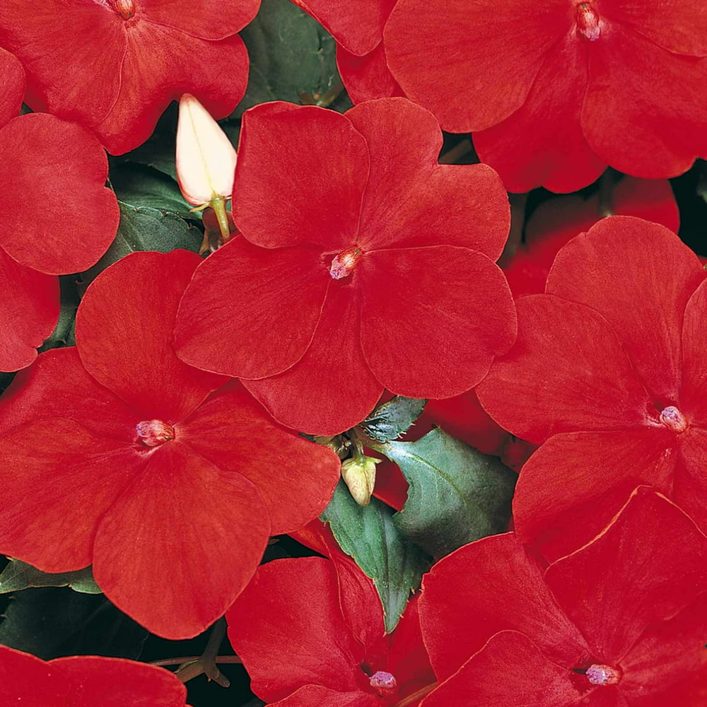 Impatiens Flower Garden Seeds F1 Dazzler Series Red 500 Seeds