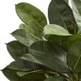 thumbnail image 2 of Nearly Natural 6971 Chêne Ficus Plante Artificielle, 2 of 3