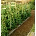 thumbnail image 6 of Backyard X-Scapes 6' Plant Support Bamboo Garden Stakes Natural (25 Pieces), 6 of 6