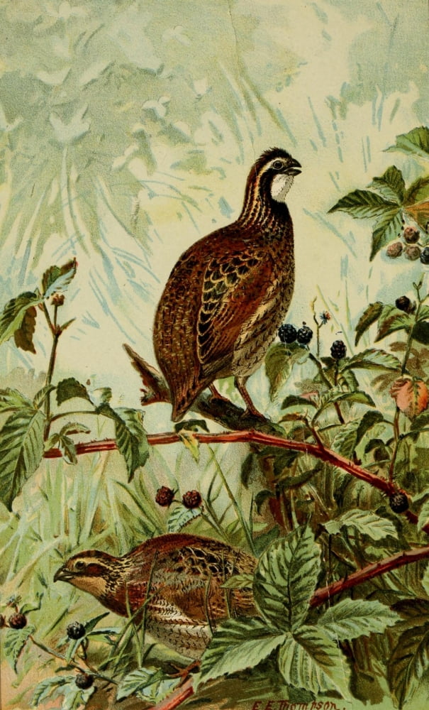 Birds Of E North Am