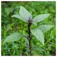 thumbnail image 4 of Everwilde Farms - 500 Siam Queen Basil Herb Seeds - Gold Vault Seed Packet, 4 of 5