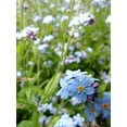 thumbnail image 3 of Earthcare Seeds - Forget Me Not Woodland 700 Seeds (Myosotis sylvatica) Heirloom - Open Pollinated, 3 of 5