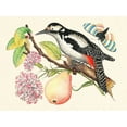 thumbnail image 2 of Anonymous 32x25 White Modern Wood Framed Museum Art Print Titled - A bird perched on a branch I, 2 of 4