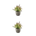 thumbnail image 3 of Redempat Plastic Easy To Clean Artificial Succulent Realistic Appearance Long-lasting Durability Eco-friendly purple rose 2Set, 3 of 6