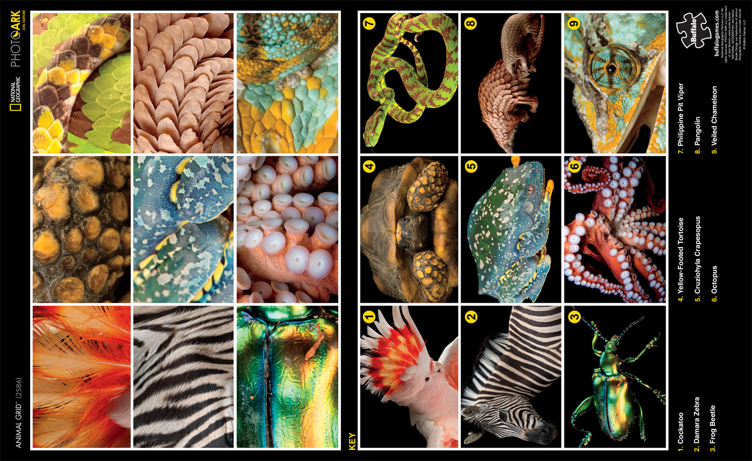 Buffalo Games National Geographic - Photo Ark Animal Grid - 300 Pieces Jigsaw Puzzle