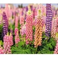 thumbnail image 3 of TomorrowSeeds - Russell Mix Lupine Seeds - 300+ Count - For 2025 Planting Lupinus Rainbow Lupin, 3 of 9