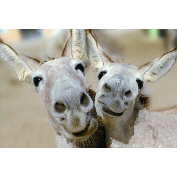 Pictura Donkey Couple Cute / Funny Anniversary Card