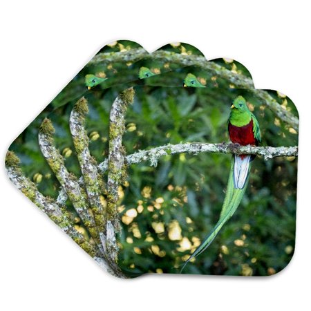 3drose, Resplendent Quetzal, Costa Rica 1., Set of 4 Coasters - Cork