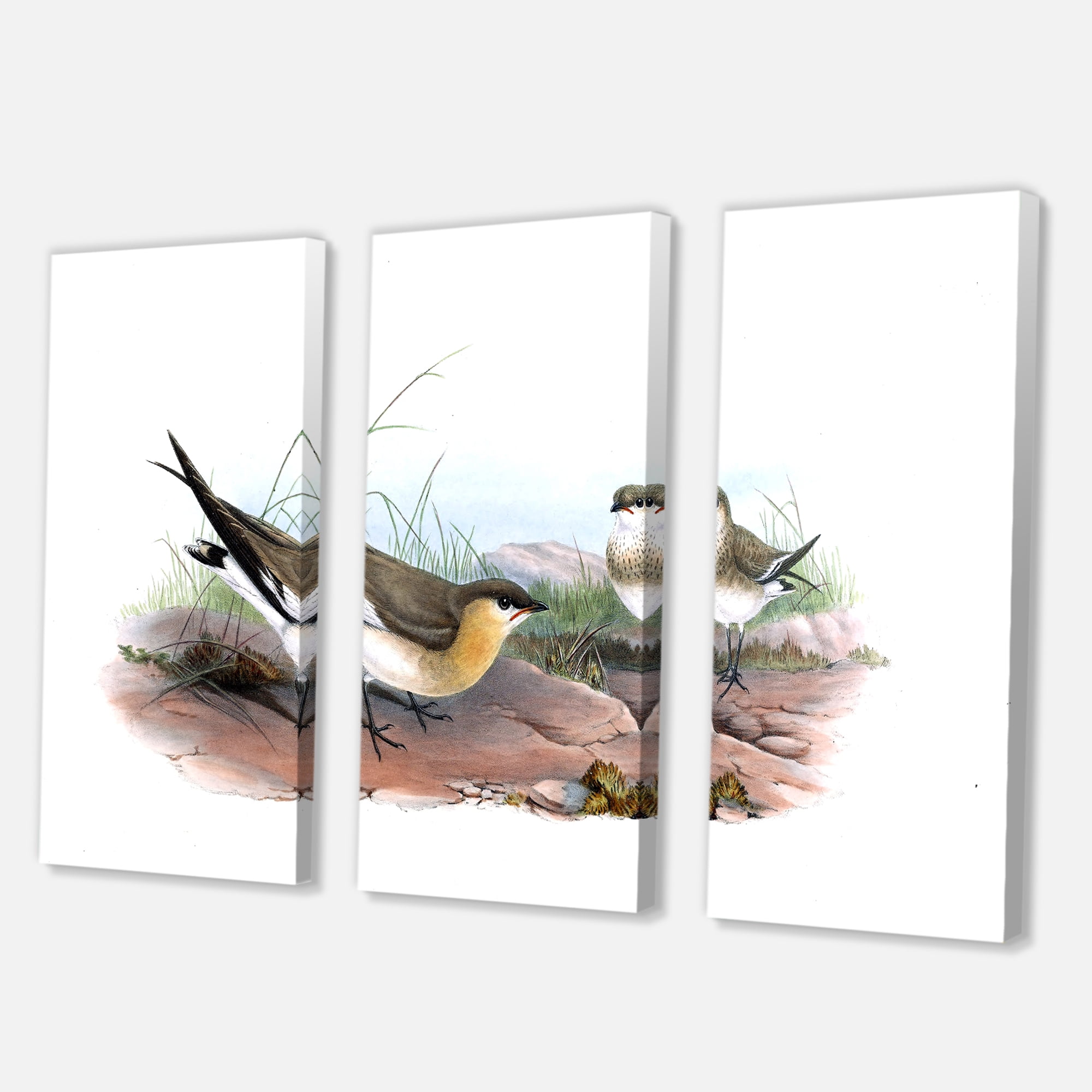 Designart ' Ancient Bird Illustration II ' Farmhouse Canvas Wall Art Print