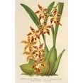 thumbnail image 3 of Charles Antoine Lemaire 11x14 Black Modern Framed Museum Art Print Titled - Odontoglossum Odoratum Var. Latima-Culatum (1854-1896), 3 of 5