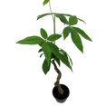 thumbnail image 2 of Wavy Trunk Pachira-Fortune Tree-4" Pot, 2 of 4