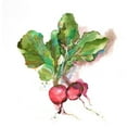 thumbnail image 3 of Atelier B Art Studio 12x12 Black Modern Framed Museum Art Print Titled - Watercolor Radish, 3 of 5