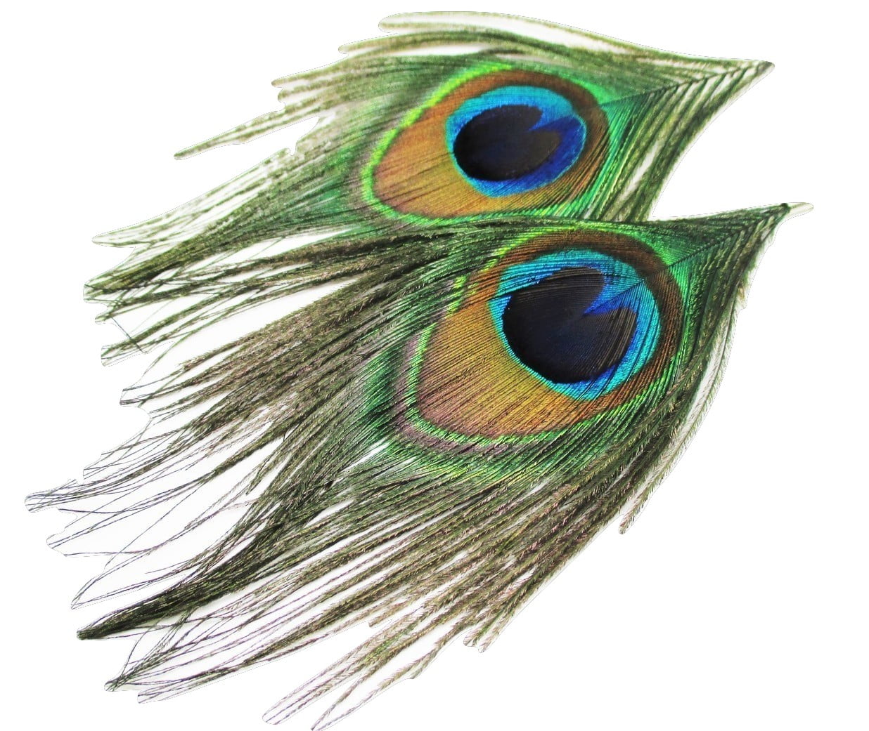 Real Peacock Feather Earrings - New - Pair!
