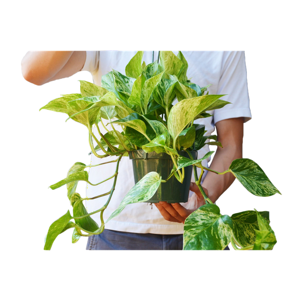 Pin By Farhat On House Plants In 2020 Marble Queen Pothos Plant Care Houseplant Plants
