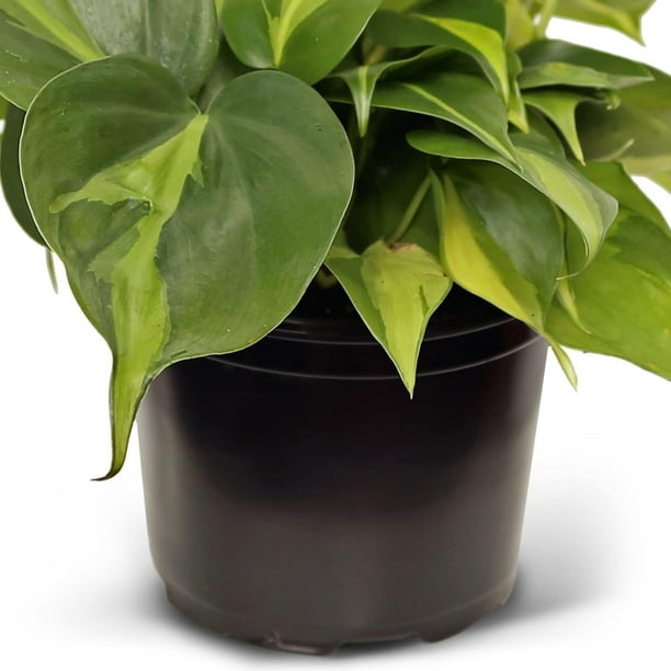 Live Brazilian Philodendron, Philodendron Scandens Brazil, Father's Day  Gift, Gardener Gift, Evergreen Potted Houseplant, Trailing Indoor Plant, ...