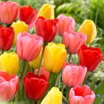 thumbnail image 1 of TASC Bulbes à Fleurs - Tulipe Darwin Hybride Assorti (16 Bulbes), 1 of 1