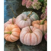 CZ Grain 10 Porcelain Doll Pumpkin Plant Seeds, Holiday Decorations