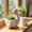 C, variant on Cute Duck Resin Planter Pots,Pink Flower Duck,Integrated Duck-Shaped Plant Cavity on The Body,Hand-Painted Delicate Details Including Feather Carvings,Hats,Bows and Floral Ornaments
