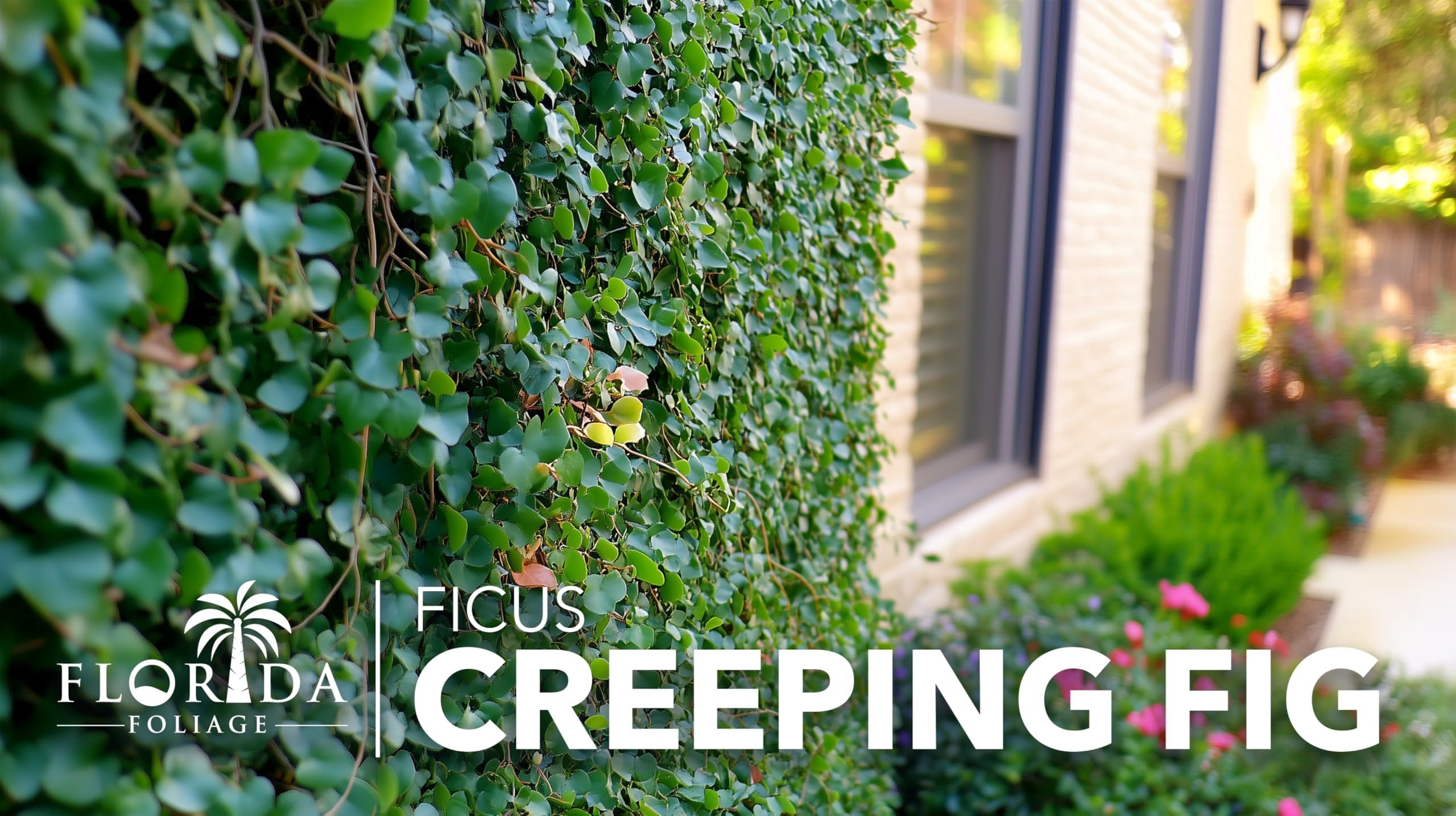 Creeping Fig Vine  10 Live Plants  Ficus Pumila  Fast-Growing Ground Cover  Evergreen Climbing Vine for Walls & Trellises