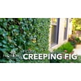 thumbnail image 4 of Creeping Fig Vine  30 Live Plants  Ficus Pumila  Fast-Growing Ground Cover  Evergreen Climbing Vine for Walls & Trellises, 4 of 9