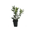 thumbnail image 2 of Frostproof Gardenia - 3 Live Plants - Fragrant Blooming Shrub - Gardenia Jasminoides, 2 of 7
