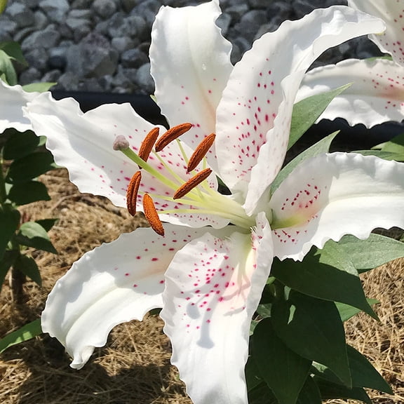Muscadet Oriental Lily Flower Bulbs Jumbo Pack - 10 Bulbs Per Pack - Huge Fragrant Blooms up to 36" Tall - Attracts Butterflies - Good as Cut Flowers - Grows Well In Containers