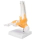 thumbnail image 5 of Modelo de Pie Y Tobillo Humano Modelo de Esqueleto de Pie Humano en la Base Modelo Anatómico de la Articulación del Tobillo del Pie del Ligamento del Esqueleto para la ANGGREK Otros, 5 of 8